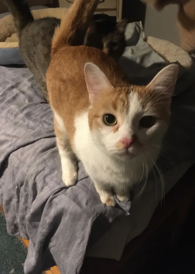 Buttercup Bonded With Shelly thumbnail 2