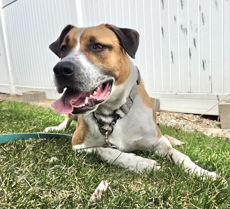 A young large-sized male Retriever dog named Stubby for adoption in GILBERTS, IL