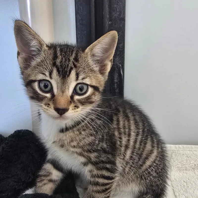 A baby small-sized male Brown / Chocolate Domestic Short Hair cat named Spongebob for adoption in Naples, FL