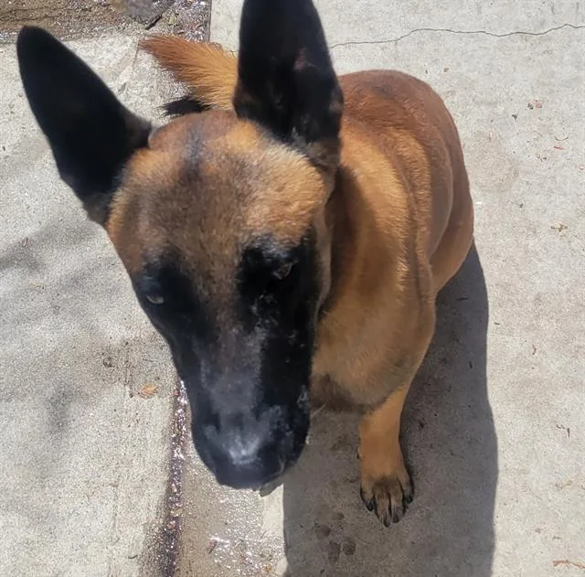 An adult large-sized male Belgian Shepherd / Malinois dog named Ronin for adoption in Camarillo, CA