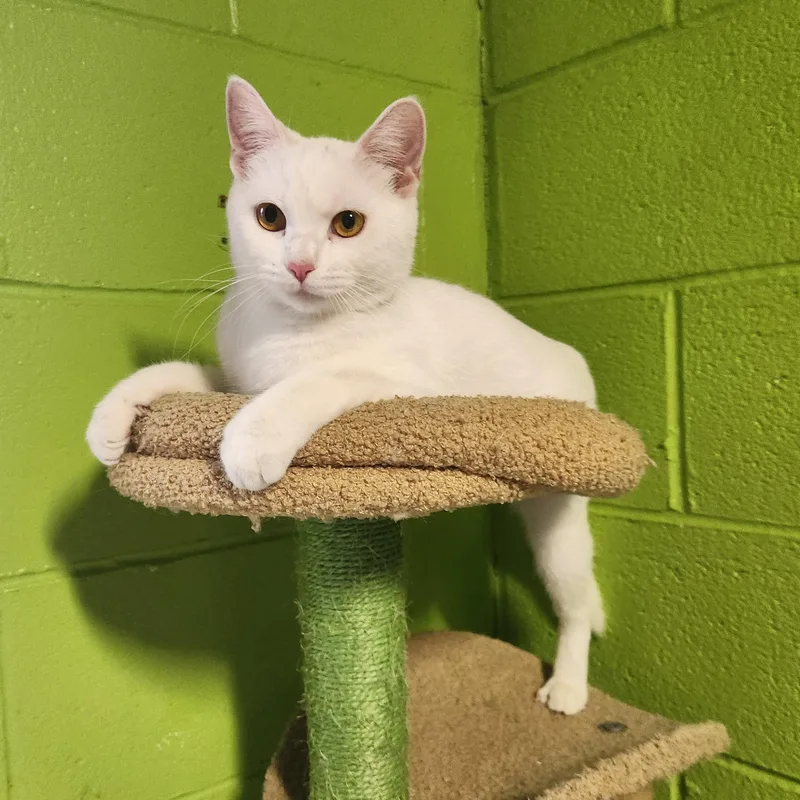 An adult medium-sized female White Domestic Short Hair cat named Macy for adoption in Bolingbrook, IL