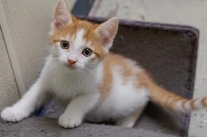 A baby small-sized male Domestic Short Hair cat named Elmer for adoption in Verona, WI