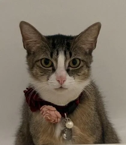An adult medium-sized female Domestic Short Hair cat named Minnie Lee for adoption in West Chester, PA