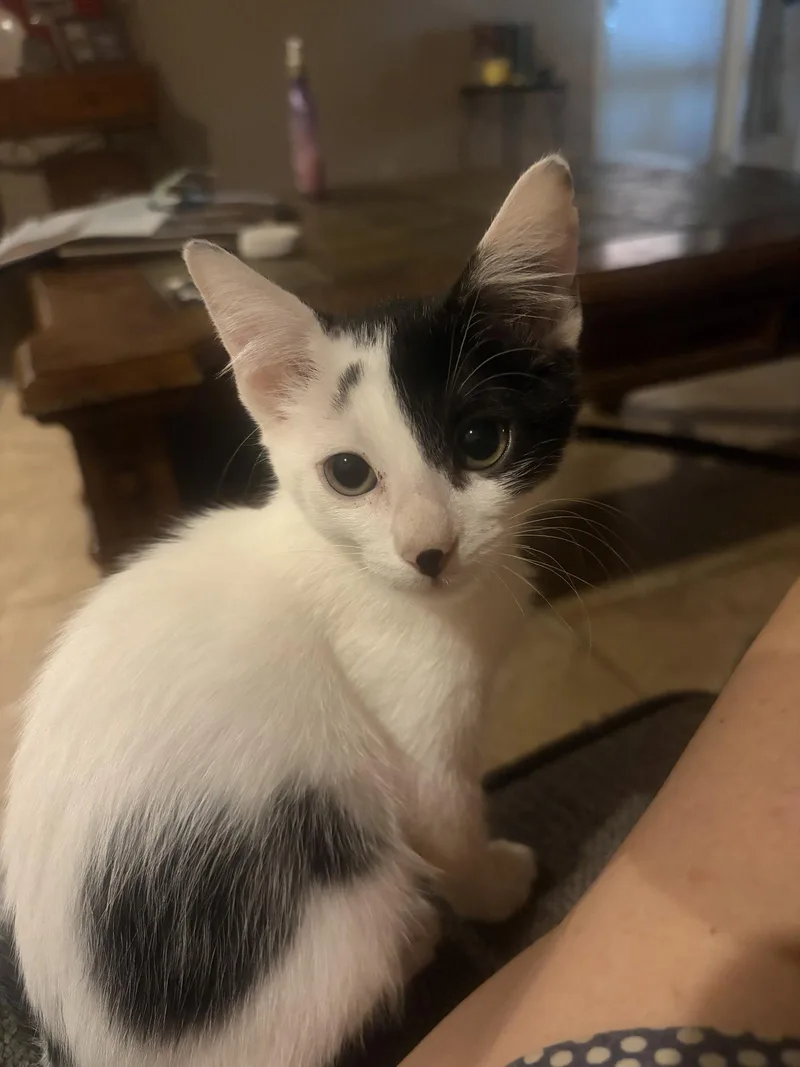 A baby medium-sized female Black & White / Tuxedo Domestic Short Hair cat named Sierra for adoption in Chandler, AZ