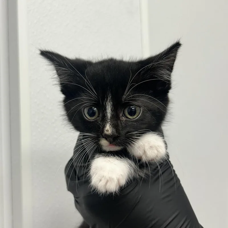 A baby small-sized female Domestic Short Hair cat named Mother May I for adoption in Abilene, TX
