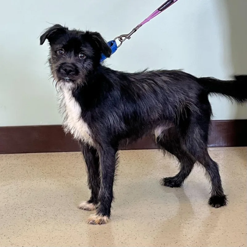 A young medium-sized male Black Terrier dog named Walter for adoption in Amery, WI