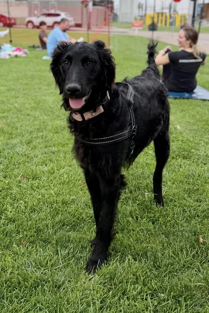 A baby medium-sized female Black Standard Poodle dog named Ariel for adoption in Cheektowaga, NY