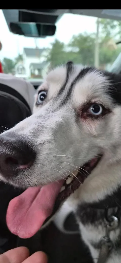 An adult large-sized male Husky dog named Steel for adoption in Bloomington, IN
