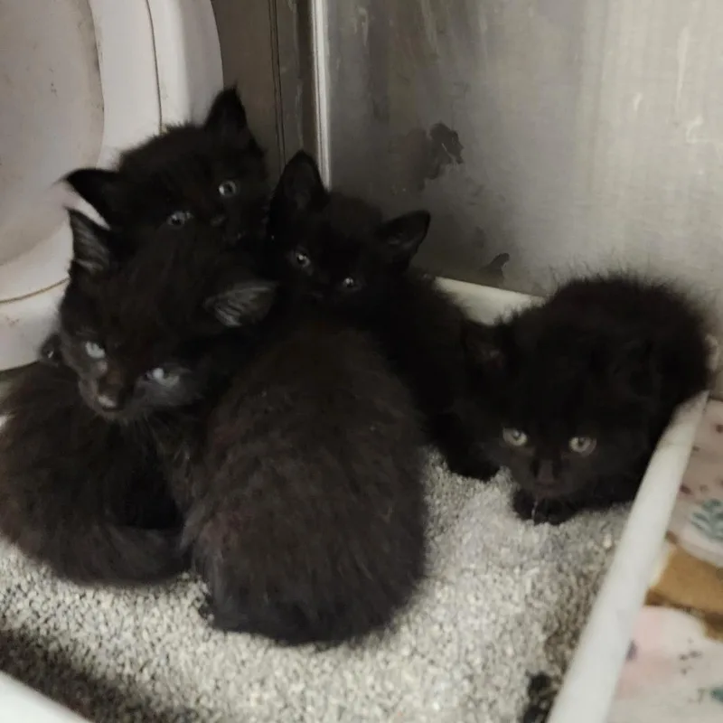 A baby small-sized male Black Domestic Short Hair cat named Quincy for adoption in Evensville, TN