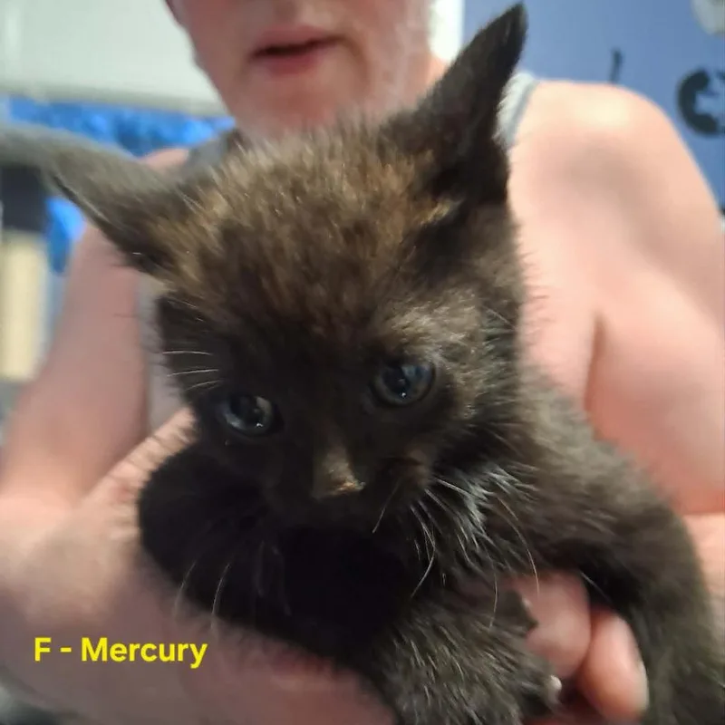 A baby small-sized female Black Domestic Medium Hair cat named Mercury C for adoption in Princeton, MN