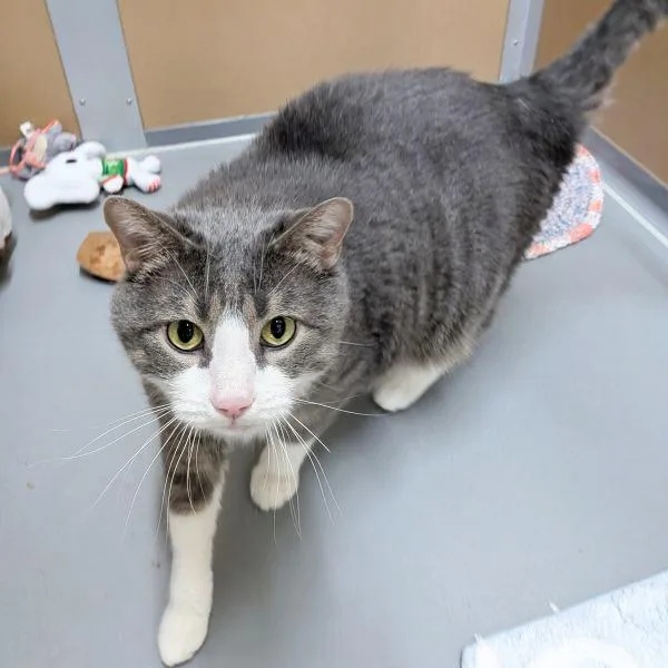 An adult small-sized male Domestic Short Hair cat named Poptart for adoption in Des Moines, IA