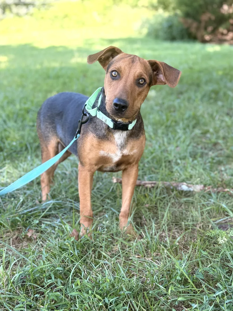 A baby small-sized male Tricolor (Brown, Black, & White) Mixed Breed dog named Duke for adoption in Gradyville, KY