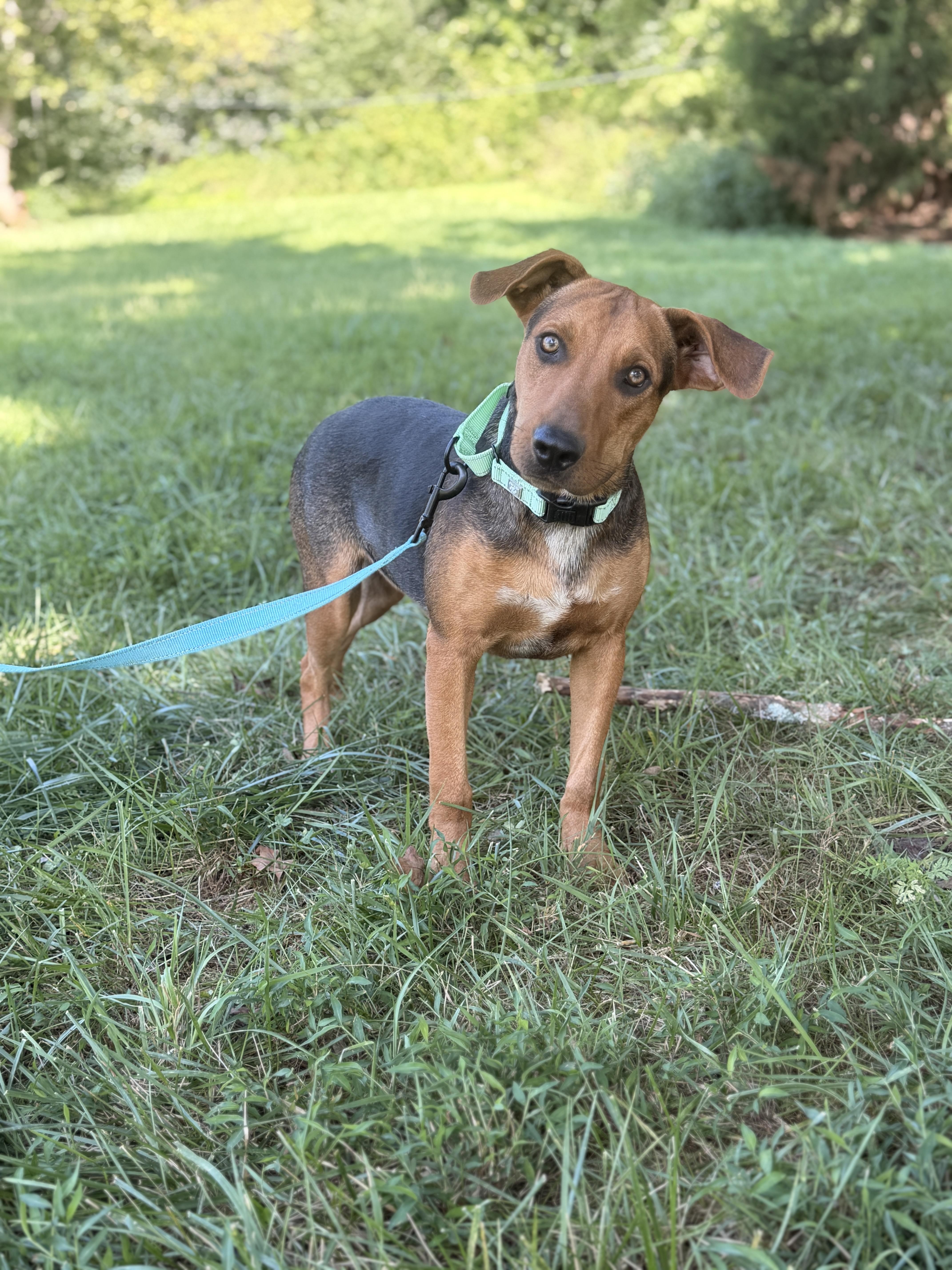 Duke thumbnail 4