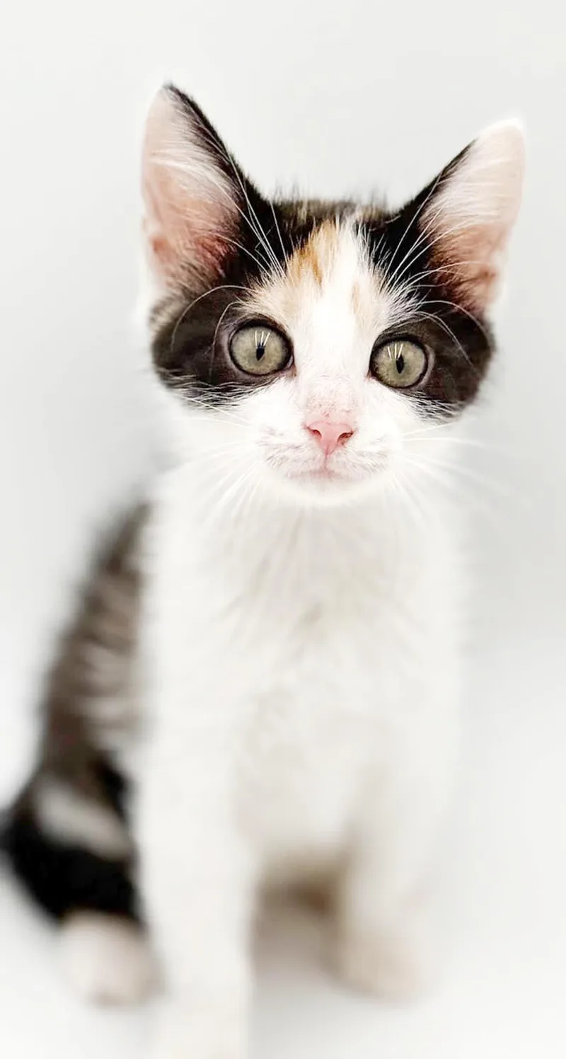 A baby small-sized female Calico cat named Penelope is truly purrfect for adoption in Bedford Hills, NY
