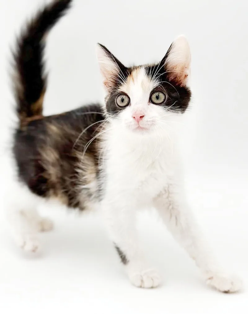 Penelope is truly purrfect thumbnail 2