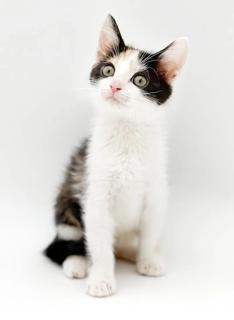 Penelope is truly purrfect thumbnail 3