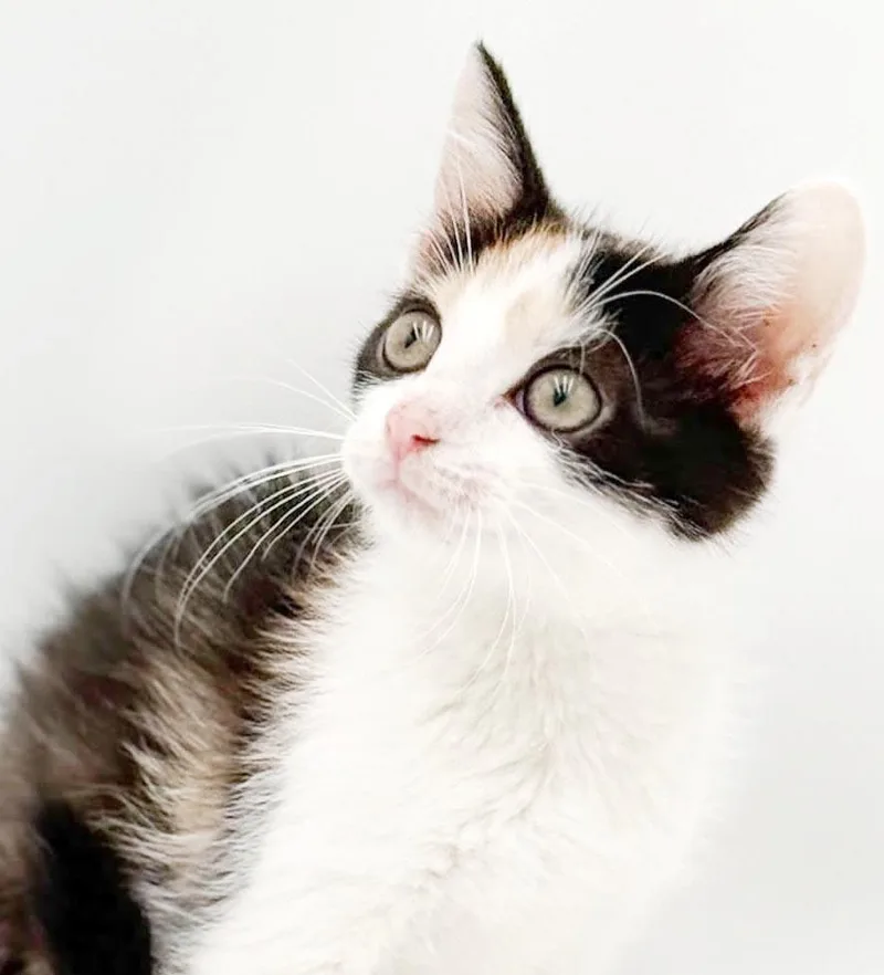 Penelope is truly purrfect thumbnail 4