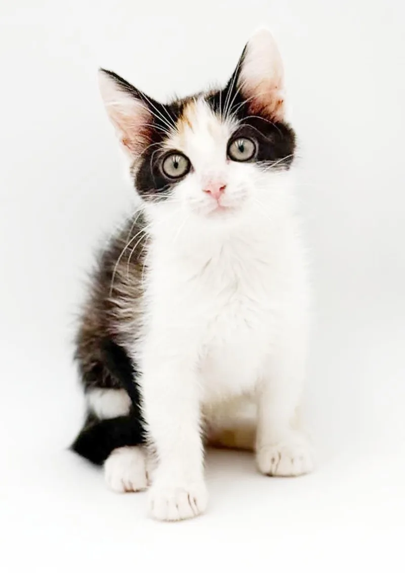 Penelope is truly purrfect thumbnail 5