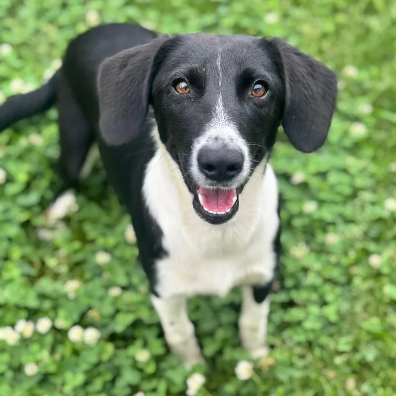 An adult medium-sized female Black Terrier dog named Oaks for adoption in Brownsboro, AL
