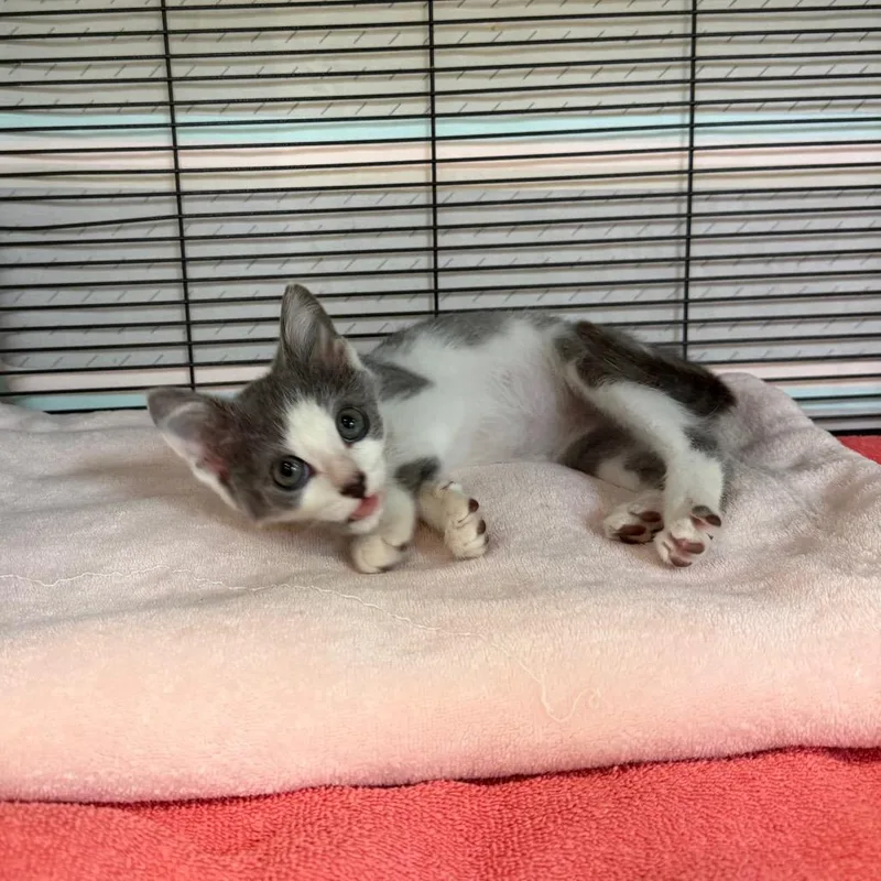 A baby small-sized male Gray / Blue / Silver Domestic Short Hair cat named Bug for adoption in Lynchburg, VA