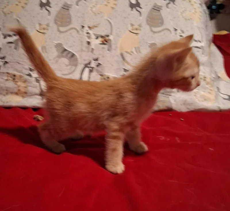 A baby small-sized male Tabby (Orange / Red) Domestic Short Hair cat named Salty for adoption in Shawnee, OK