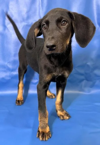 A baby large-sized female Doberman Pinscher dog named Norah for adoption in Morton Grove, IL