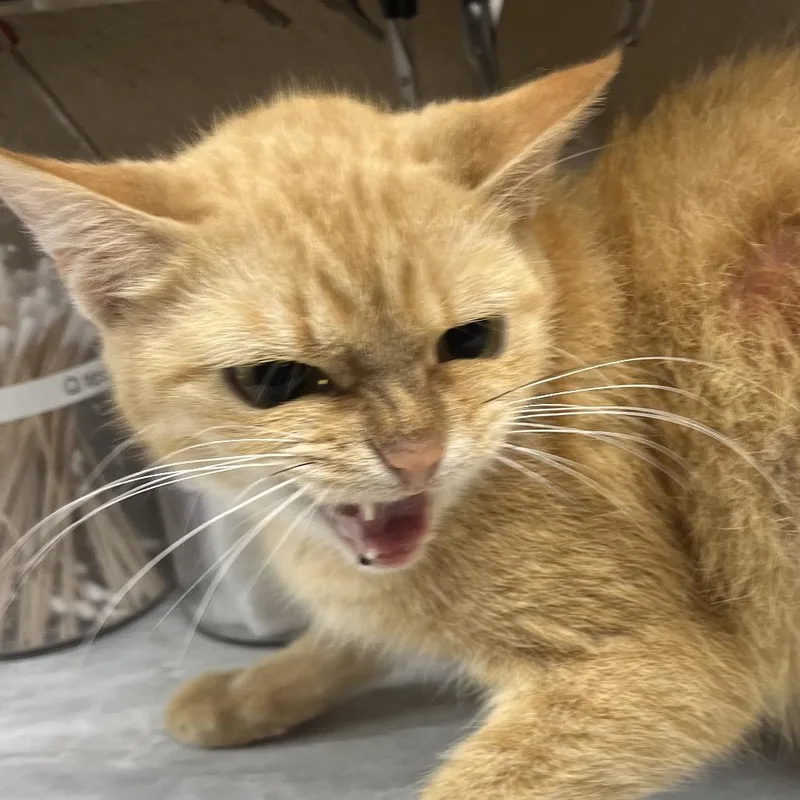 A senior medium-sized female Buff / Tan / Fawn Domestic Short Hair cat named Sunshine for adoption in Lewisburg, WV