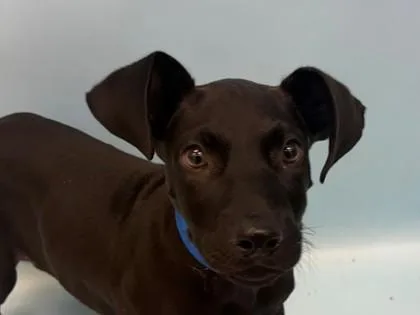 A baby small-sized male Labrador Retriever dog named Construct for adoption in Woodbury, MN