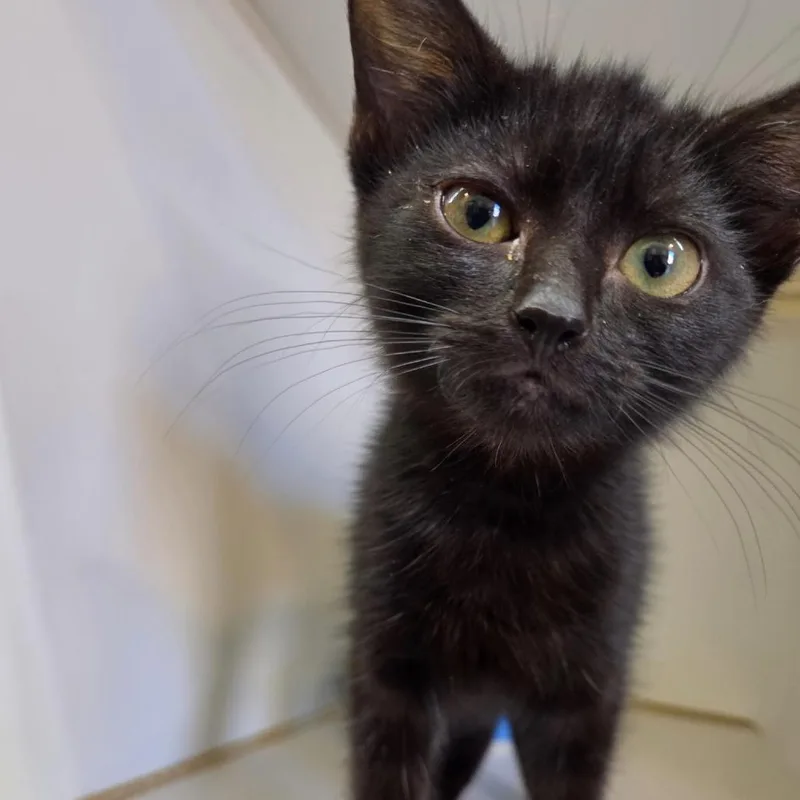 A baby small-sized female Black Domestic Short Hair cat named Jeanie for adoption in Los Angeles, CA