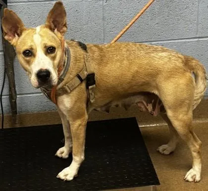 An adult medium-sized female Mixed Breed dog named Gally for adoption in Chamblee, GA