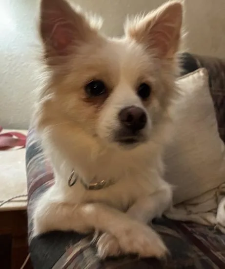 A young small-sized female Pomeranian dog named Bella for adoption in Coatesville, PA