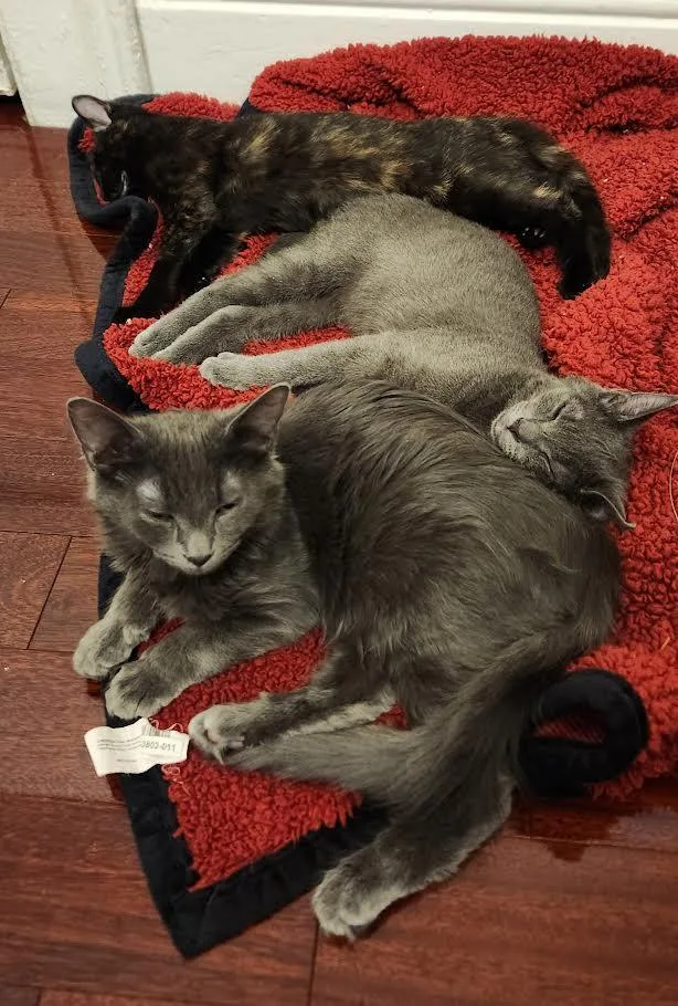 Valentine  Pixie  thumbnail 2