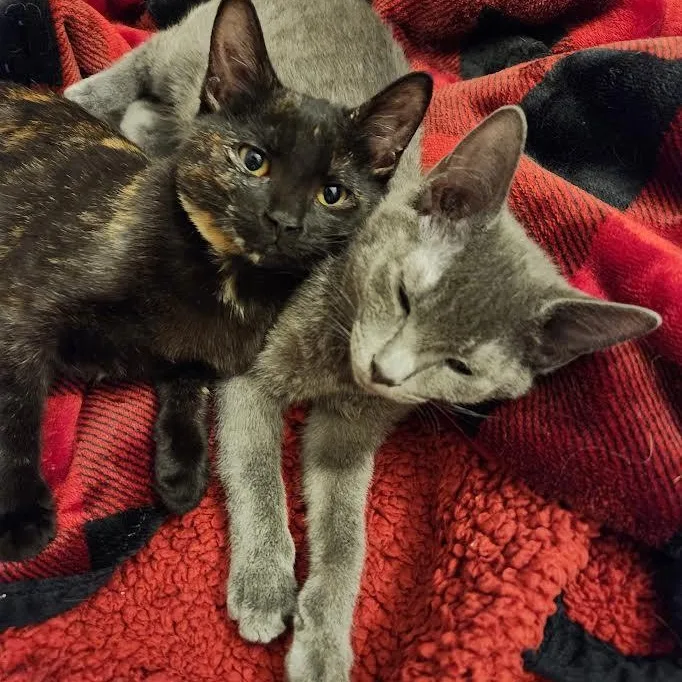 Valentine  Pixie  thumbnail 3