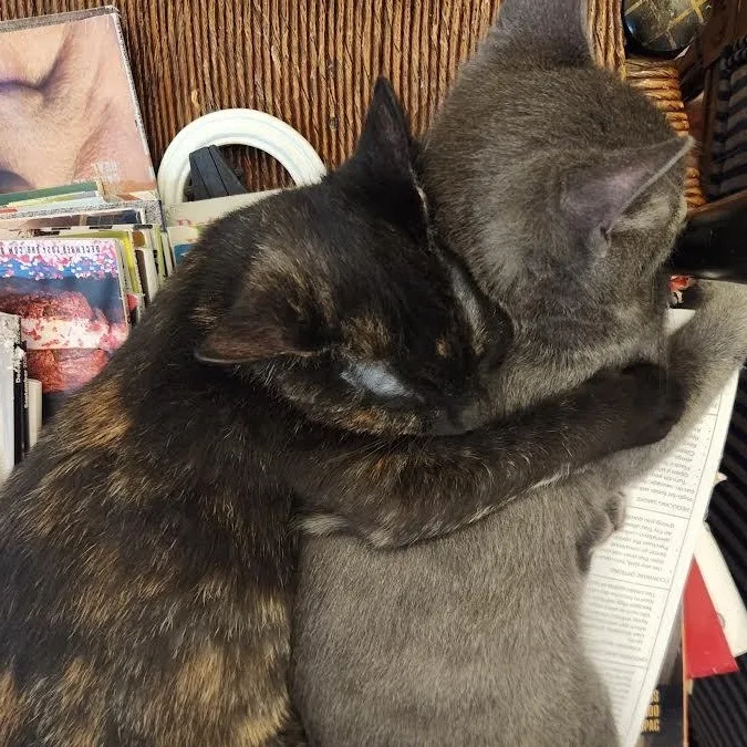 Valentine  Pixie  thumbnail 4