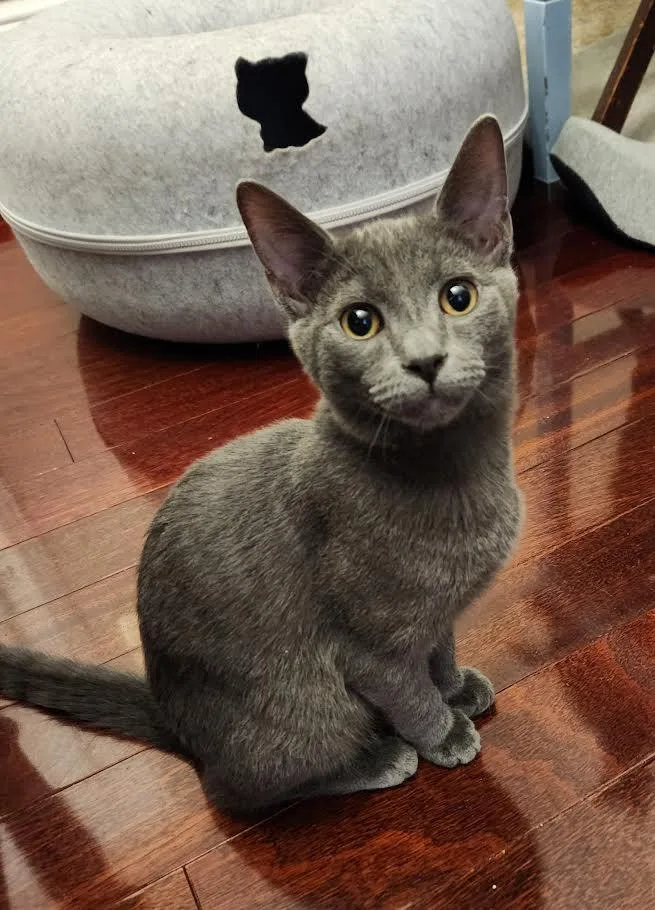 Valentine  Pixie  thumbnail 5