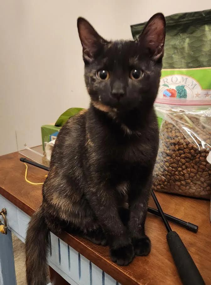 Valentine  Pixie  thumbnail 6