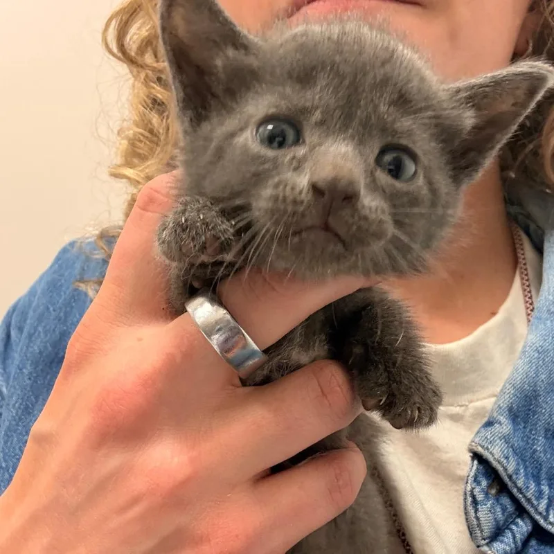 A baby small-sized female Gray / Blue / Silver Domestic Short Hair cat named Sonora for adoption in Chattanooga, TN
