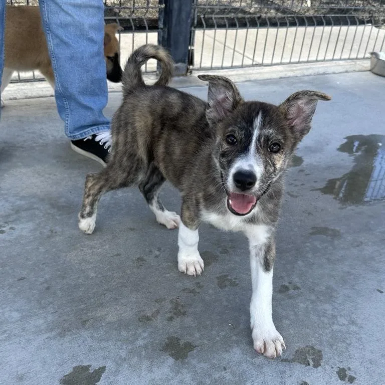 A baby small-sized female Brown / Chocolate Great Pyrenees dog named Margo for adoption in Hawthorne, CA