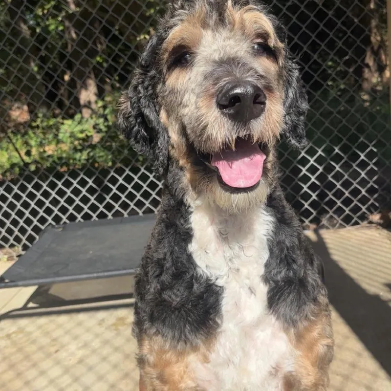 An adult large-sized male Black Mixed Breed dog named Benson Stray Hold for adoption in Huntington, WV