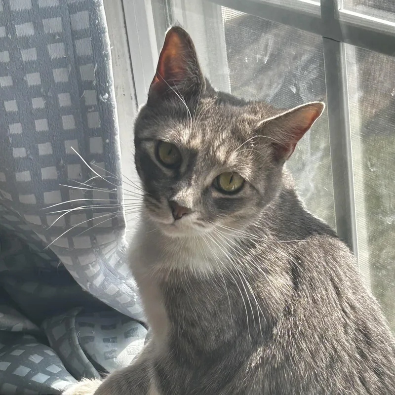 An adult medium-sized female Tabby (Gray / Blue / Silver) Domestic Short Hair cat named Dollie for adoption in Gerrardstown, WV
