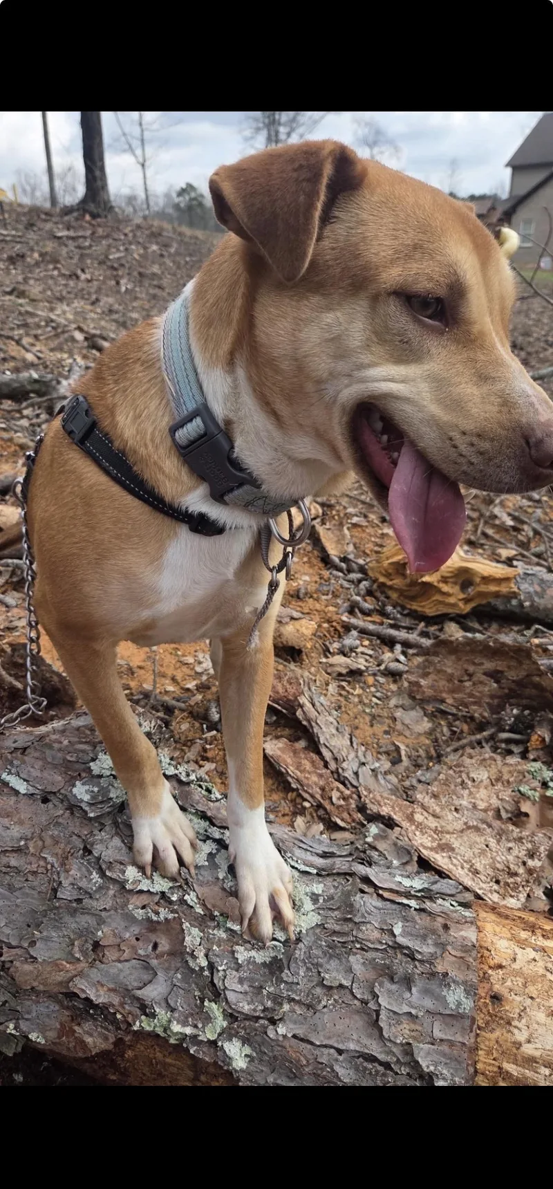 A young medium-sized female Apricot / Beige Labrador Retriever dog named Pretty Girl for adoption in Warrior, AL