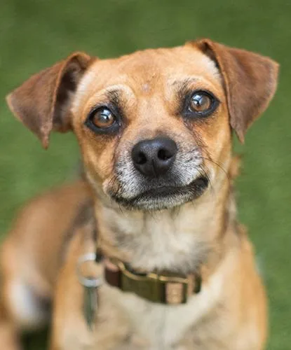 A young small-sized male Brown / Chocolate Chihuahua dog named Sanderson for adoption in Encinitas, CA