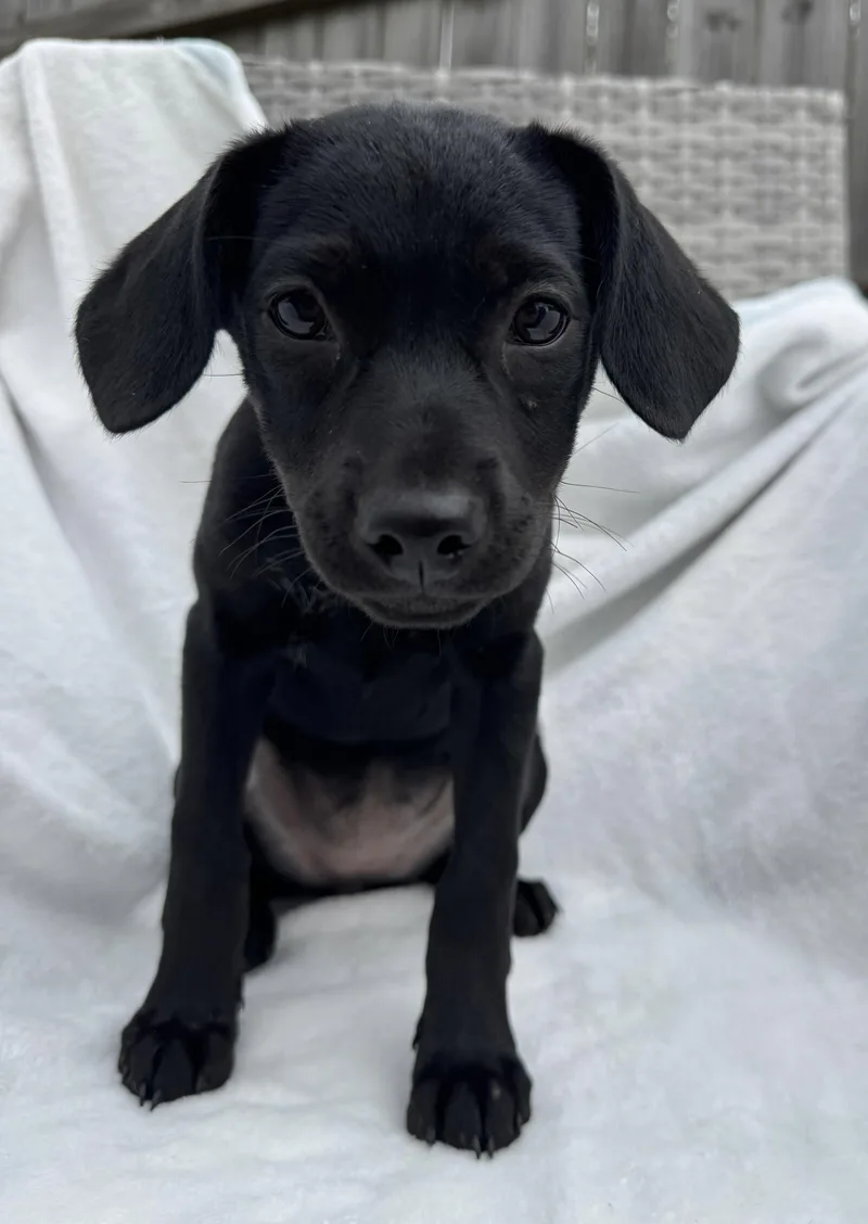 A baby small-sized female Black Chihuahua dog named Vera  A Smart for adoption in New York, NY
