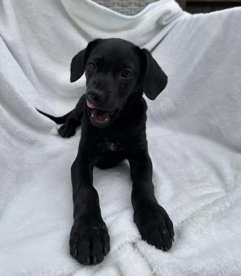 Vera  A Smart thumbnail 2