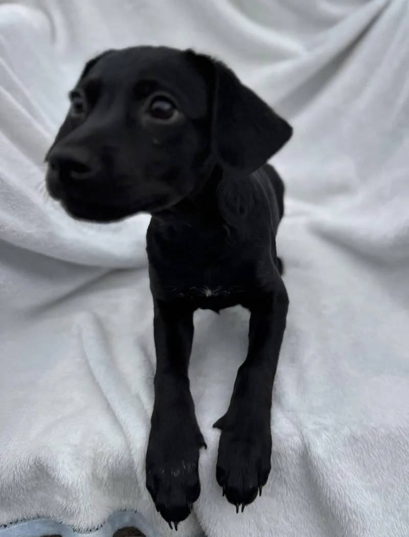 Vera  A Smart thumbnail 4