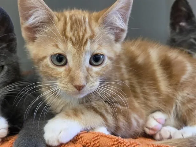 A baby small-sized male Domestic Short Hair cat named Chester for adoption in Salinas, CA