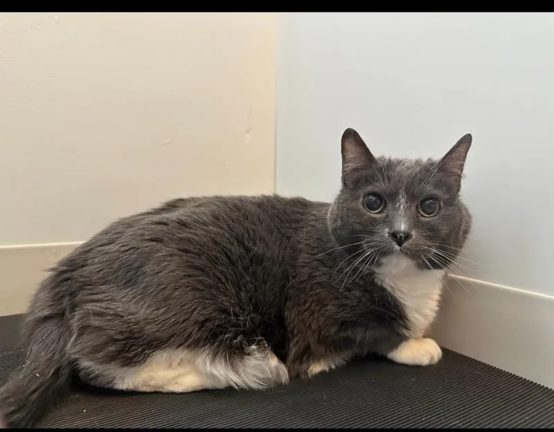 A senior large-sized female Domestic Short Hair cat named Stella for adoption in Sandy, UT