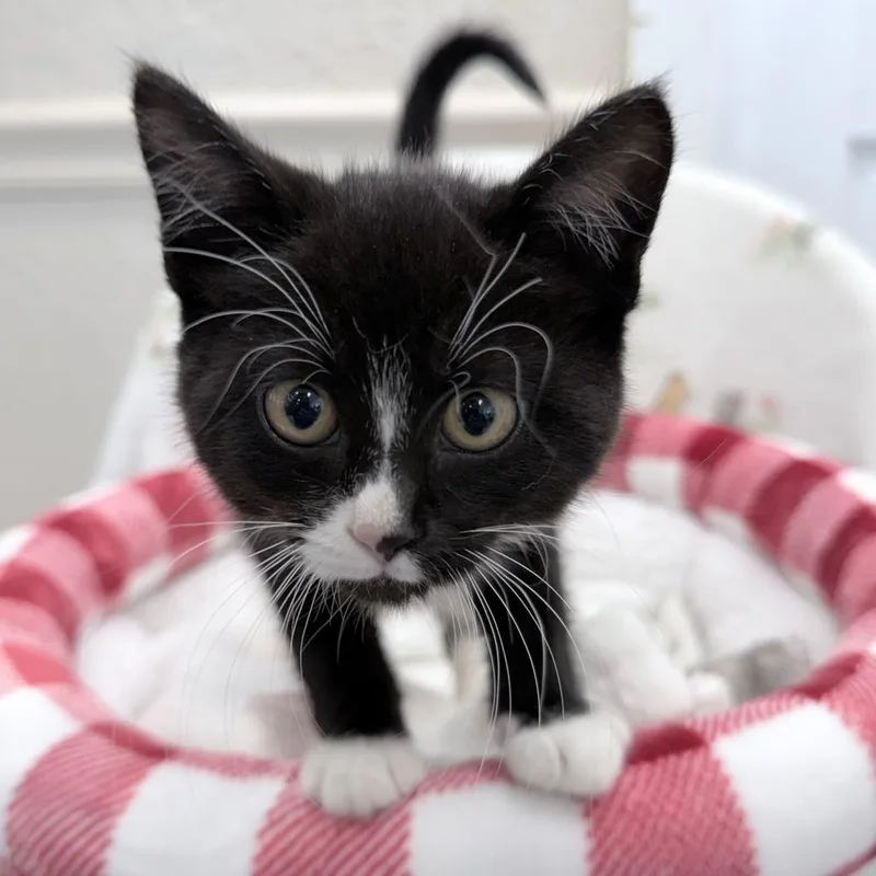 A baby small-sized female Black Domestic Short Hair cat named Demerara for adoption in Medford, OR