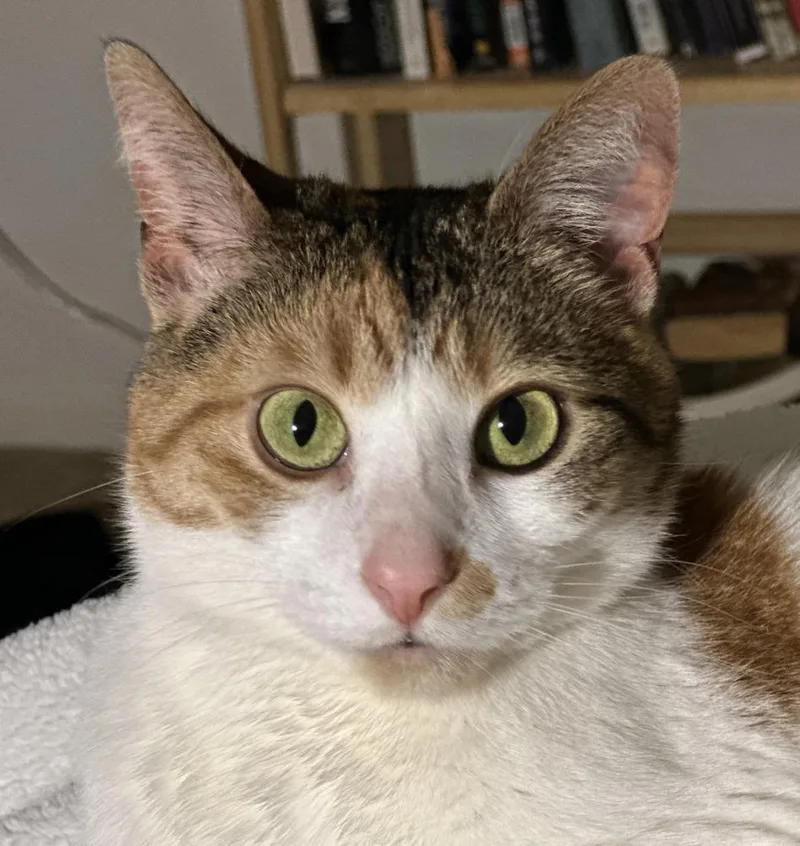 An adult medium-sized female Orange & White Domestic Short Hair cat named Jellybean for adoption in Lansing, MI