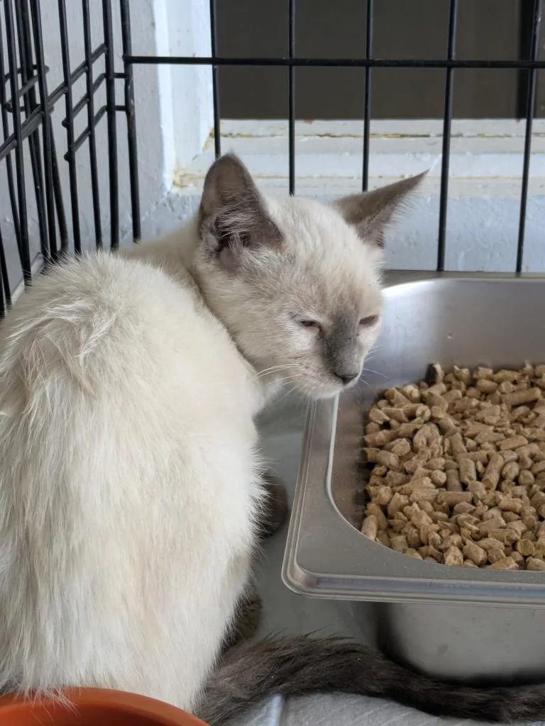 A baby large-sized male Domestic Short Hair cat named Stomper for adoption in Brownwood, TX